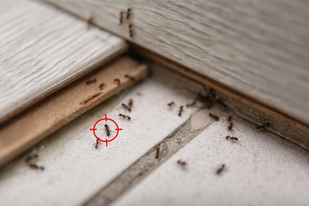 Wasp Removal Services in Waite Park, MN