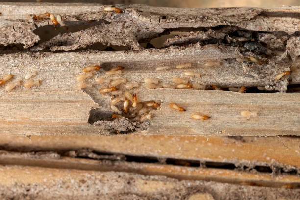 Flea Control Services in Waite Park, MN